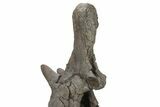 Sauropod Dinosaur Vertebra on Metal Stand - Wyoming #227739-13